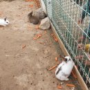 은아목장 이미지