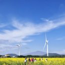 가시리마을 | [제주 벚꽃 유채꽃 명소 BEST] 가시리 녹산로 실시간 풍경, 가시리 유채꽃 축제 현장