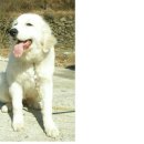 파트라슈&네로 이미지