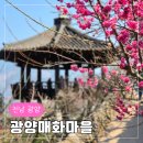 연상2리마을회관 | 2026 전남 광양 섬진강 매화마을 매화축제 정보 개화시기 실시간방문 후기 소학정마을 개화상황
