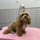 미코 그루밍 이미지