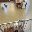 연희도그 | 강아지들의 놀이터, 견주들과 함께하는 즐거움이 있는 공간 연희도그 방문후기