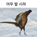닭권브이치킨 이미지