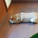 카페앙코르