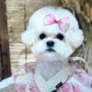 댕그랑댕 이미지