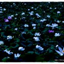 공주공원 이미지