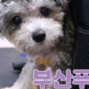 펫미장원 공감 이미지