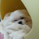 고아똥 펫그루밍 이미지