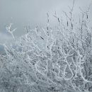 얼어버린 추억 태백산 (산,산오름 3-52) 이미지