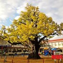 고목초등학교 이미지