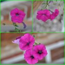 직실농원 이미지