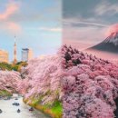 "항공권 '미리' 사두세요!!"... 2024 일본 벚꽃 개화시기 및 만개시기 총정리 이미지