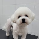멍멍컷 이미지