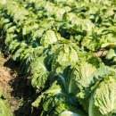 원평팜스테이마을 이미지