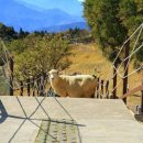 가오농장 | 타이중 가오메이 습지 &amp; 칭징 농장 일일 투어 클룩 후기 할인 예약하기!!