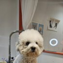 이쁘개왈왈 이미지