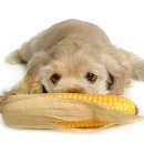 이삭애견훈련소 이미지