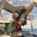 알바트로스 이미지