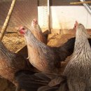 이상백농장 이미지