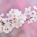 벚꽃 이미지