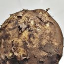 홍지농장 이미지