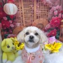 천호1동주민센터 | 🐶 노랑퍼피 양이 대박이 말티푸 1cm 전체 미용 &amp; 얼굴컷 2월 15일