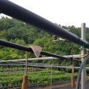 다래농장 이미지