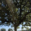 매일유업(주)상하공장 | 상하농원 학원농장 메밀밭 :: 17개월 아기랑 고창 여행 상하수목원 상하농원 고구마체험 내돈내산 후기