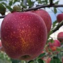 진가농장 이미지