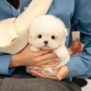 울산 강아지분양 미유펫 이미지