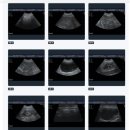 소나무병원 | [소나무동물메디컬센터]-7살 고양이 종합건강검진 후기