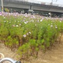 진목교 - 포천시 | 진위천 낚시 배스 손맛터 (낚시 금지 구역 정보)