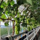 채경농장 이미지