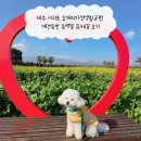 서광@옆 공원도로 | 제주 서귀포 휴애리자연생활공원 애견동반 동백꽃 유채꽃 후기