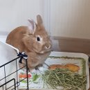 두운농장 | 집사의 가을여행 탈출계획 : 잘있어 닭장계 + 라핀테이블/인생건초 후기