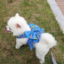 후르츠팡팡