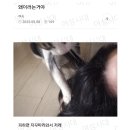 내 취향 여시 재캡쳐22 이미지