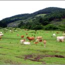 나의목장 이미지