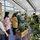 (봄맞이) 홈가드닝 이미지