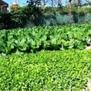 성주메기매운탕 이미지