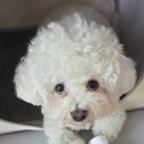 바보탱이 | 강아지 눈 영양제 추천 👍 페노비스 벳 루테인으로 눈물자국 관리해요