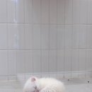 수다친카페 | 동탄 2동탄 고양이카페 아이들이 너무 좋아할 &#39;캣플...주말 어디에서 놀지 ? 동탄놀거리 내돈내산 후기