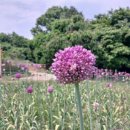 향림동산(흑염소농장) 이미지