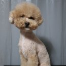 고고하개 이미지