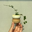식초보가 키우는 호야들은 뭐가 있을까? 호야 종류 소개