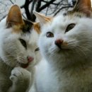 나만없어고양이