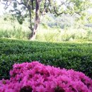 보성농장 이미지