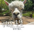 채부자농장 | 홍천여행 |아이와 함께 걷는 즐거운 체험농장 '홍천알파카월드'