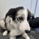 로얄퍼피 | 보더콜리 강아지 사료 추천 | 로얄캐닌 퍼피 3개월 솔직 후기