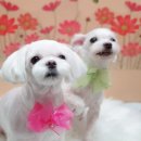 소망애견 이미지